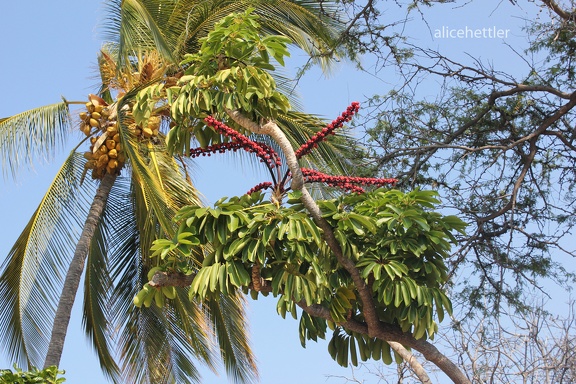 Regenschirmbaum (Schefflera actinophylla)